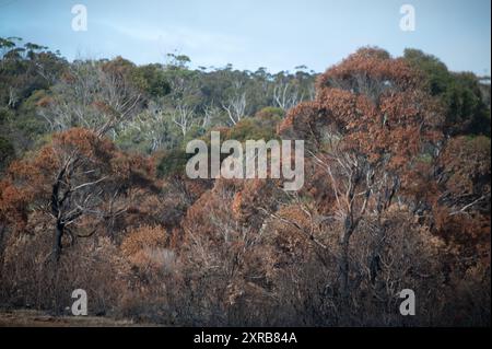 Beside a highway are a clump of Tasmanian Blue gum trees with their foliage in autumn gold colours and blackened burnt tree trunks caused by a recent bu Stock Photo