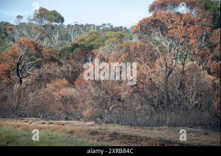 Beside a highway are a clump of Tasmanian Blue gum trees with their foliage in autumn gold colours and blackened burnt tree trunks caused by a recent bu Stock Photo