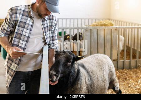 Man farmer using a digital tablet while checking on sheep at a livestock farm. Stock Photo