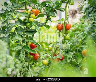 Tomato vegetables growing on vine in greenhouse. Autumn vegetable harvest on organic farm. Stock Photo