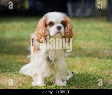 White-red-colored dog breed cavalier King Charles Spaniel, portrait. Blenheim color Cavalier King Charles Spaniel dog in the nature on a sunny day. Stock Photo