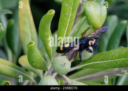 mammoth wasp, female, Megascolia maculata flavifrons Fabricius, Stock Photo