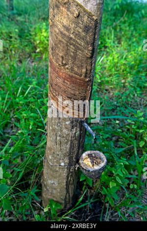 Scarified rubber tree (Hevea brasiliensis) with container for collecting the latex sap, extraction of natural rubber, Koh Samui, Thailand Stock Photo