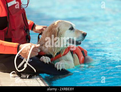 Lifeguard dog, rescue demonstration with the dogs in the pool. Stock Photo