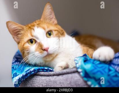 A shorthair cat with orange tabby and white markings lying in a pet bed Stock Photo