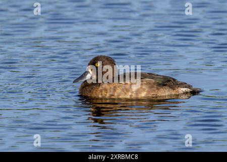 Tufted duck / tufted pochard (Aythya fuligula / Anas fuligula) adult female swimming in lake in summer Stock Photo