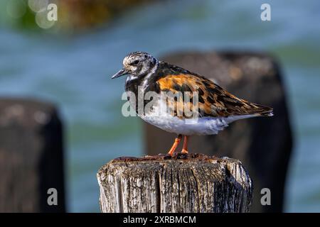 Ruddy turnstone (Arenaria interpres), adult in breeding plumage resting on wooden breakwater used as high tide refuge during high water in summer Stock Photo