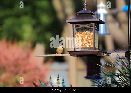 Sparrow, Long Island New York Stock Photo