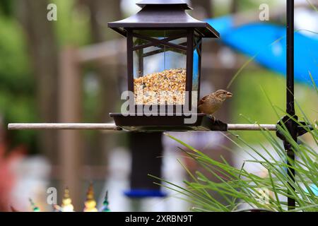 Sparrow, Long Island New York Stock Photo