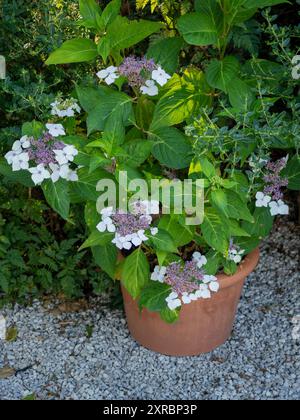 Hydrangea macrophylla 'Libelle' flowering lacecap shrub in a rustic terracotta pot in a British garden in summer Stock Photo