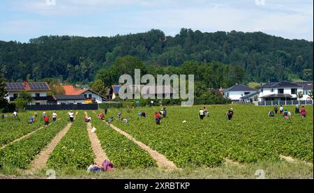 Germany, Bavaria, Upper Bavaria, Neuötting, agriculture, strawberry field, harvest time, farm workers picking strawberries Stock Photo