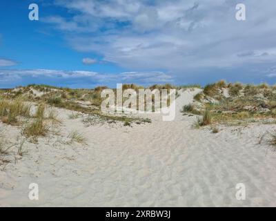 Path through the dune landscape with vegetation at the transition to the Darßwald forest from the beach side in Prerow, Mecklenburg-Vorpommern, German Stock Photo