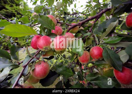 Red apples on tree branches in August Stock Photo