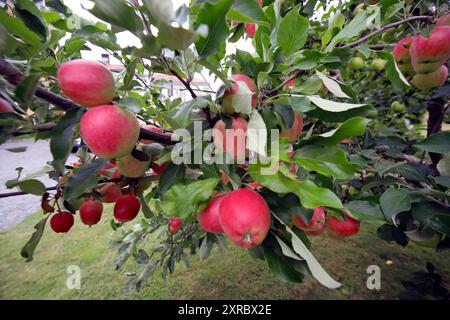 Red apples on tree branches in August Stock Photo