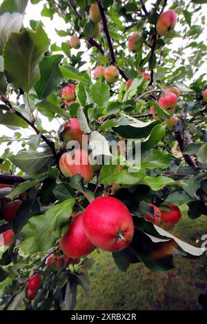 Red apples on tree branches in August Stock Photo