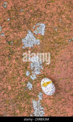 Paving stone with lichen, still life from nature, broken bird's egg on the ground Stock Photo