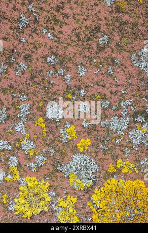 Paving stone with lichen, still life from nature, wallpaper Stock Photo