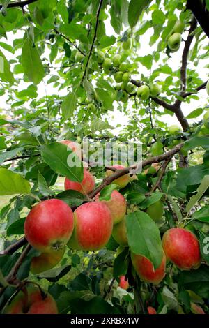 Red apples on tree branches in August Stock Photo