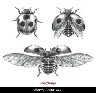 Adult Lagybugs beettle hand drawing vintage engraving illustration on white background Stock Vector
