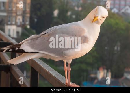 England, Kent, Folkestone, Seagull Stock Photo