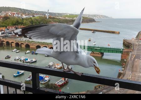 England, Kent, Folkestone, Seagull and Folkestone Harbour Stock Photo