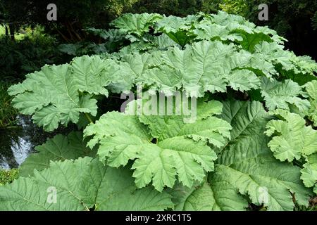 Giant Rhubarb leaves. Gunnera Tinctoria. Stock Photo