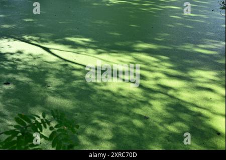 This image captures a tranquil scene of a green water surface covered with algae, creating a soft, carpet-like appearance. Shadows of trees cast intri Stock Photo