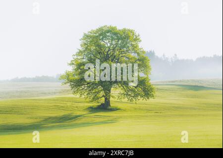 Old, free-standing oak tree with spring foliage on a slightly hilly grassy landscape with rising mist in the Allgäu, a silhouette of a forest in the background Stock Photo