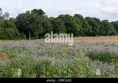 Borage growing in field in Hampshire, England, UK, with purple blue flowers in August or summer Stock Photo
