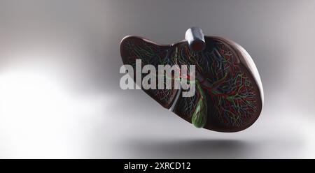 Plastic model of the liver in a section on a gray background Stock ...