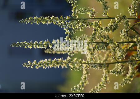 European white hellebore (Veratrum album) against the light Stock Photo