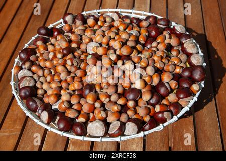 Lots of ripe brown hazelnuts and chestnuts in a white wire basket on a wooden terrace in the sunlight Stock Photo