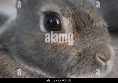 Up close and fluffy: A curious bunny with big, soulful eyes and soft brown fur. Stock Photo