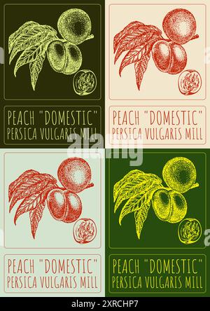 Set of vector drawing PEACH DOMESTIC in various colors. Hand drawn illustration. Latin name is PERSICA VULGARIS MILL. Stock Vector