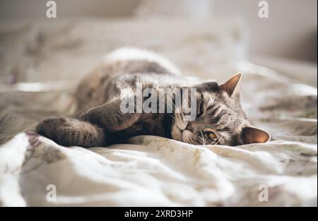 Cute Scottish straight cat lying on the bed. Sleepy cat is resting in the sunlight. Stock Photo