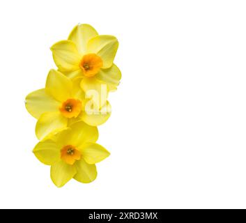 Three yellow daffodil flowers or narcissus martinette isolated on a white background. Spring yellow flowers. Space for text. Stock Photo