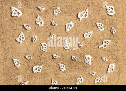 Carved seashells on the sand pattern. Beautiful white shells for needlework. Sandy beach background. Top view, flat lay. Stock Photo