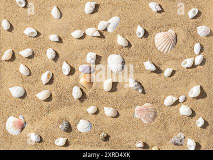 Summer background with seashells on the sand. Seashells on a sandy beach pattern. Top view, flat lay. Stock Photo