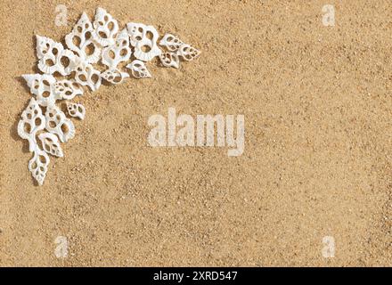 Frame with carved white shells on the sand. Beautiful seashells on the beach with a copy space. Top view, flat lay. Stock Photo