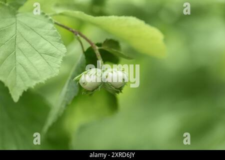 Hazelnut on a branch close up. Green nuts on a hazel tree in the forest. Beautiful natural background. Stock Photo