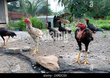 farm animals, Chickens on traditional free range poultry farm Stock Photo