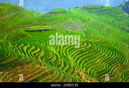 Aerial view of rice terraces. Photographed in Longji, Guangxi, China. Stock Photo