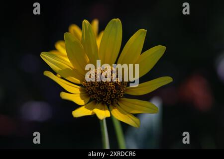 Stiff sunflower, also known as Helianthus pauciflorus Stock Photo