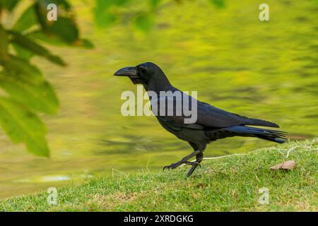 The Large-billed Crow (Corvus macrorhynchos) is a large black bird with a robust body, thick bill, and glossy plumage. Stock Photo