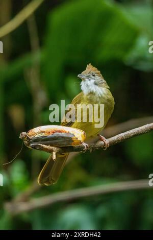 The Puff-throated Bulbul (Alophoixus pallidus) is a medium-sized songbird with olive-green upperparts and whitish underparts. It is characterized by i Stock Photo