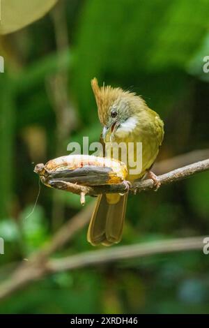 The Puff-throated Bulbul (Alophoixus pallidus) is a medium-sized songbird with olive-green upperparts and whitish underparts. It is characterized by i Stock Photo