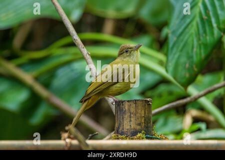 The Grey-eyed Bulbul (Iole propinqua) is a medium-sized bird with olive-brown upperparts and paler underparts. It is characterized by its distinctive Stock Photo