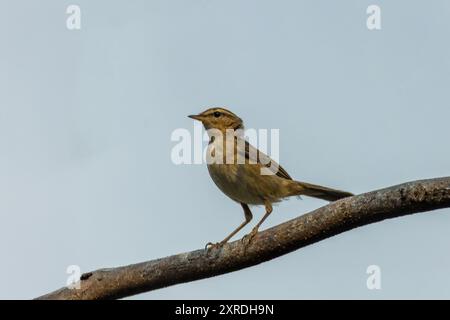 The Dusky Warbler (Phylloscopus fuscatus) is a small passerine bird with brownish-olive upperparts and buff-colored underparts. It has a faint superci Stock Photo