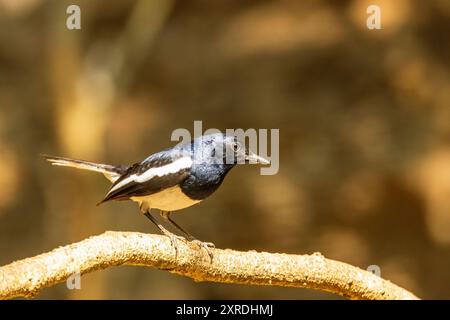 The male Oriental Magpie-robin (Copsychus saularis) has striking black and white plumage, with glossy black upperparts and white underparts. Stock Photo