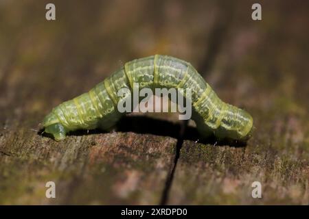 Winter Moth Operophtera brumata caterpillar Stock Photo